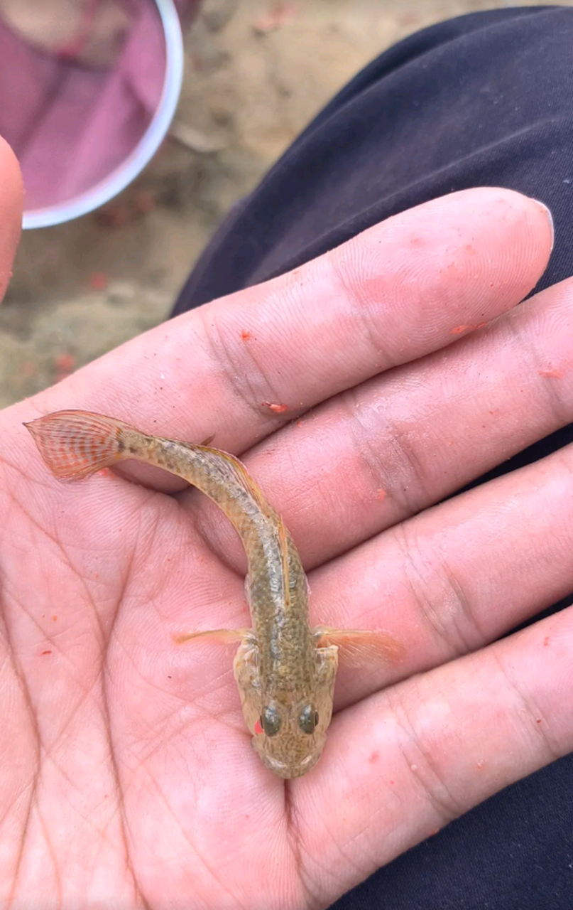 这是什么鱼清道夫幼体嘛?怎么长得怪怪的呀#2月图文动态激励计划