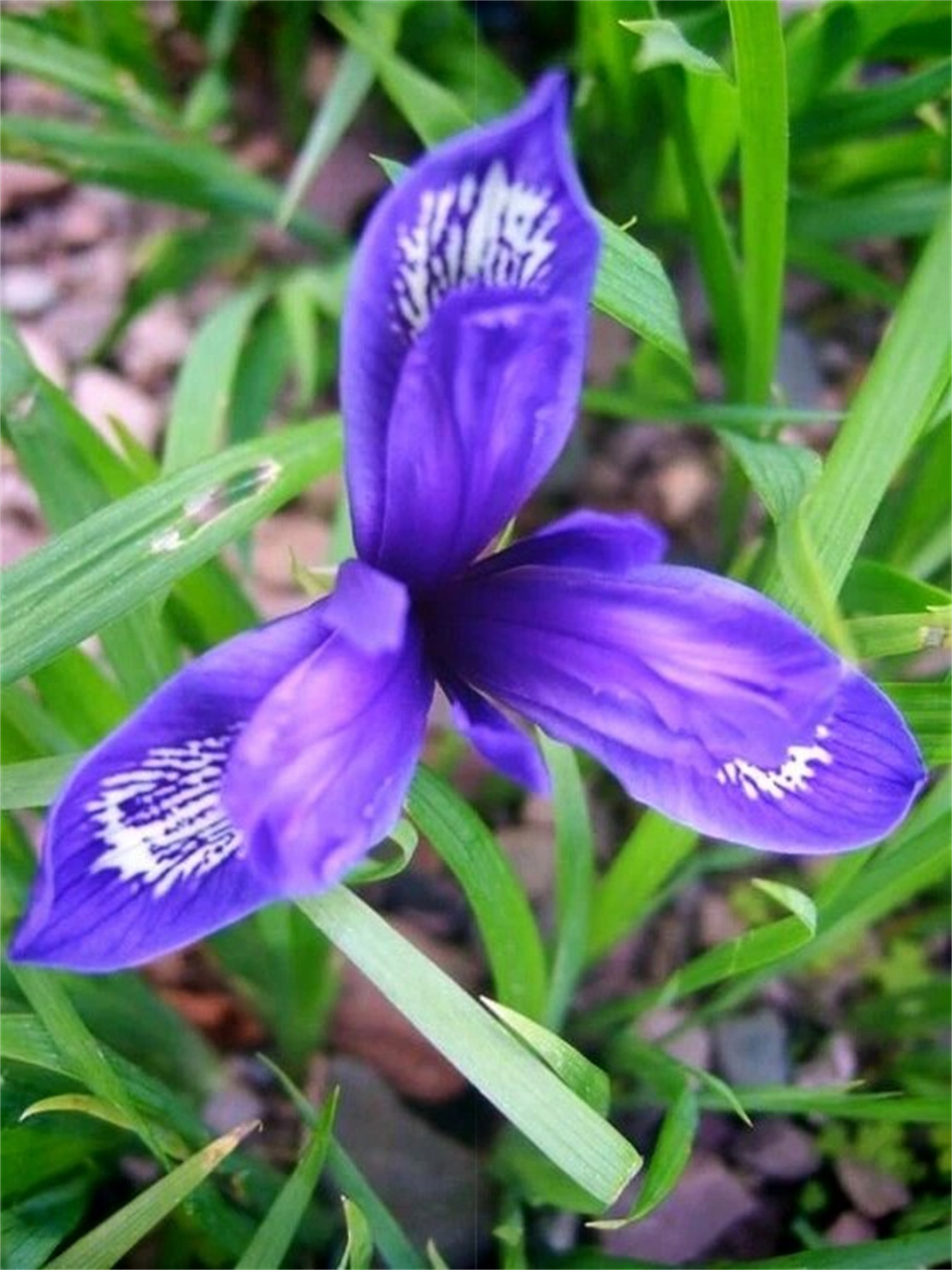今天我们来聊聊一位植物界的超级巨星——紫苞鸢尾!