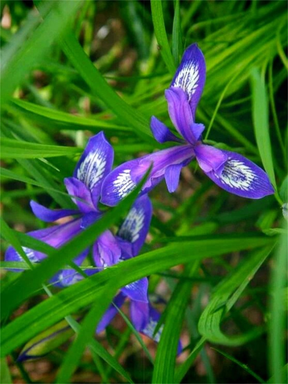 今天我们来聊聊一位植物界的超级巨星——紫苞鸢尾!