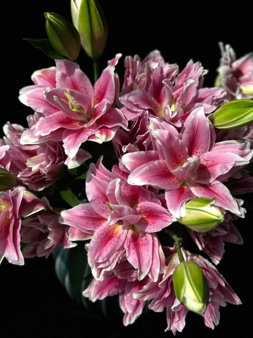 红美人重瓣百合  红美人重瓣百合,以其淡雅的香气和独