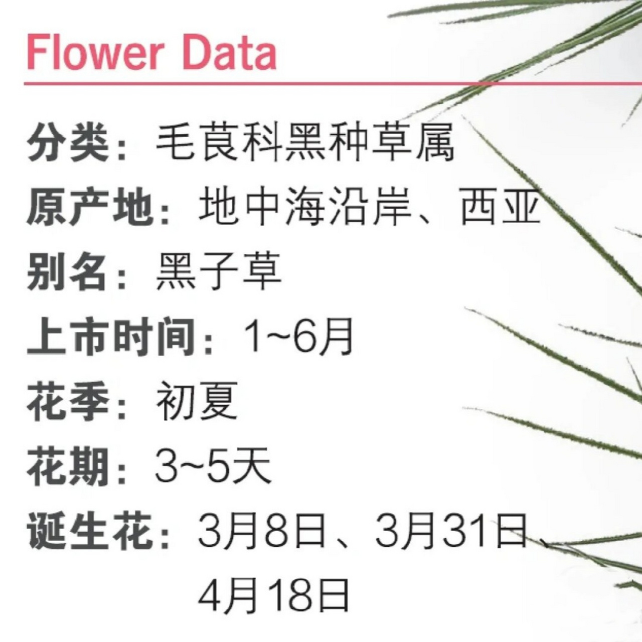 花颜花语之黑种草  在繁多的植物世界中,有一种名为黑种草的花卉,以其