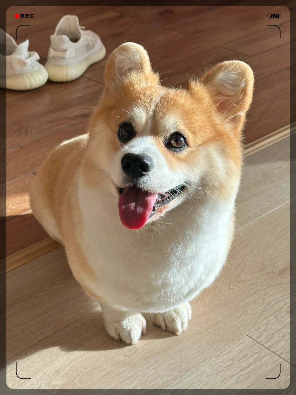 宝宝半岁以后就不长个了怎么办  今天出门又有人说本小狗矮胖矮胖的