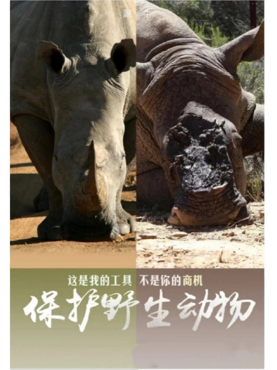 保护野生动物,人人有责,不爱请勿伤害  91动物朋友们,是我们的忠诚