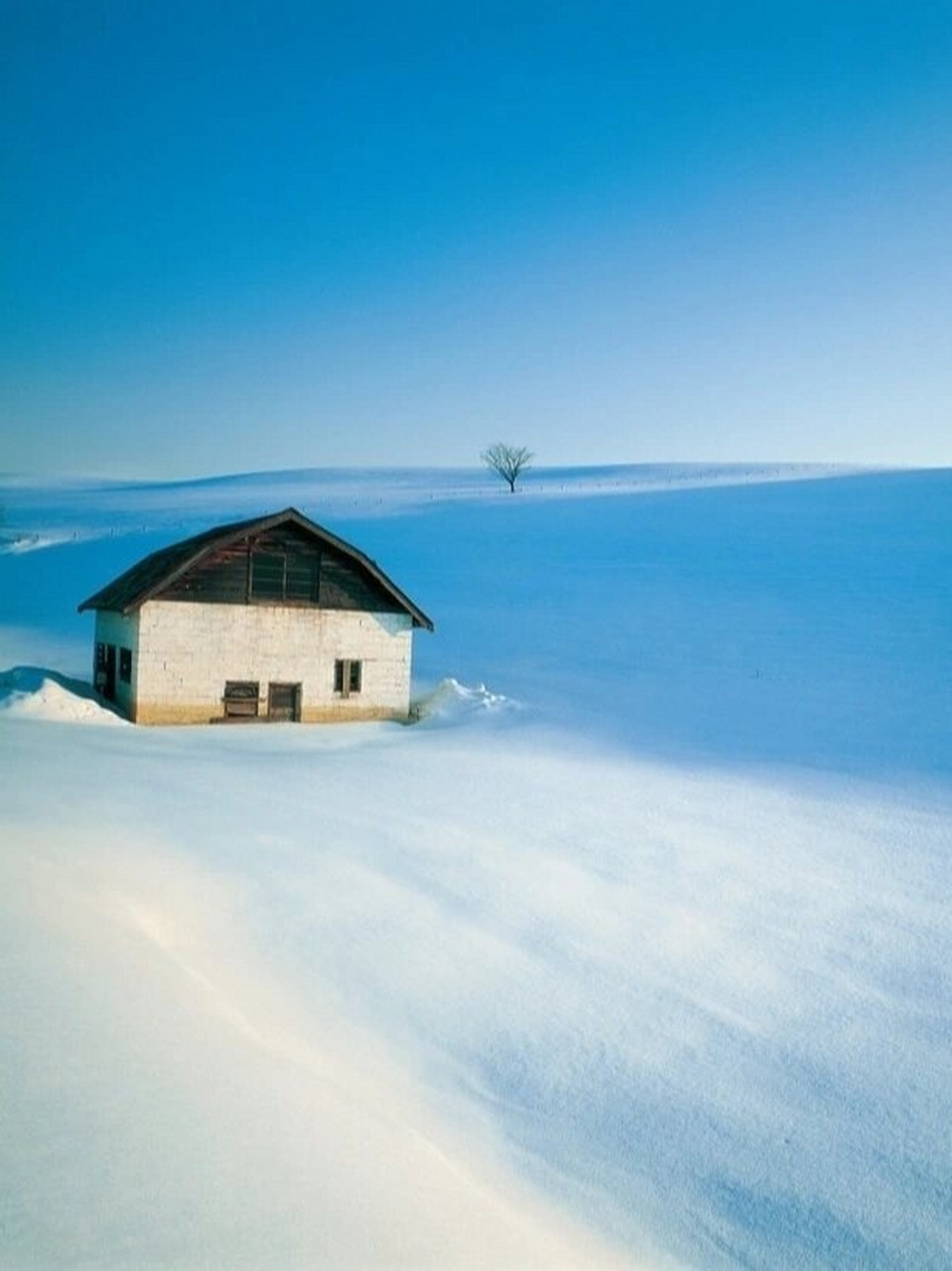 北海道雪景 唯美图片