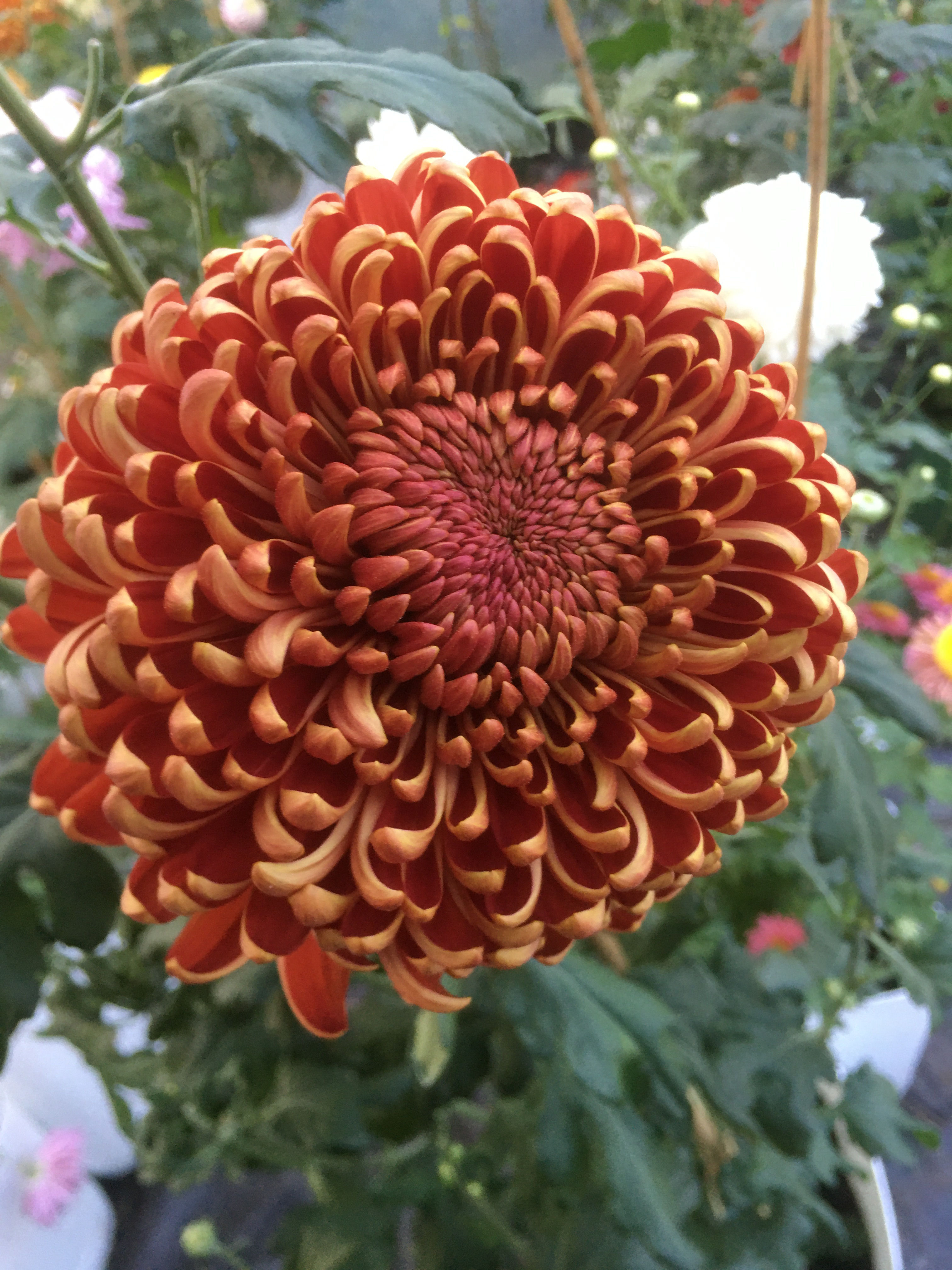 处理菊花开花后的方法包括及时修剪,适当管理养分,病虫害防治