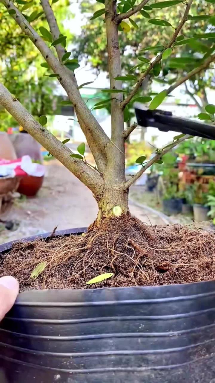 盆景的修剪口诀,你学会了吗?