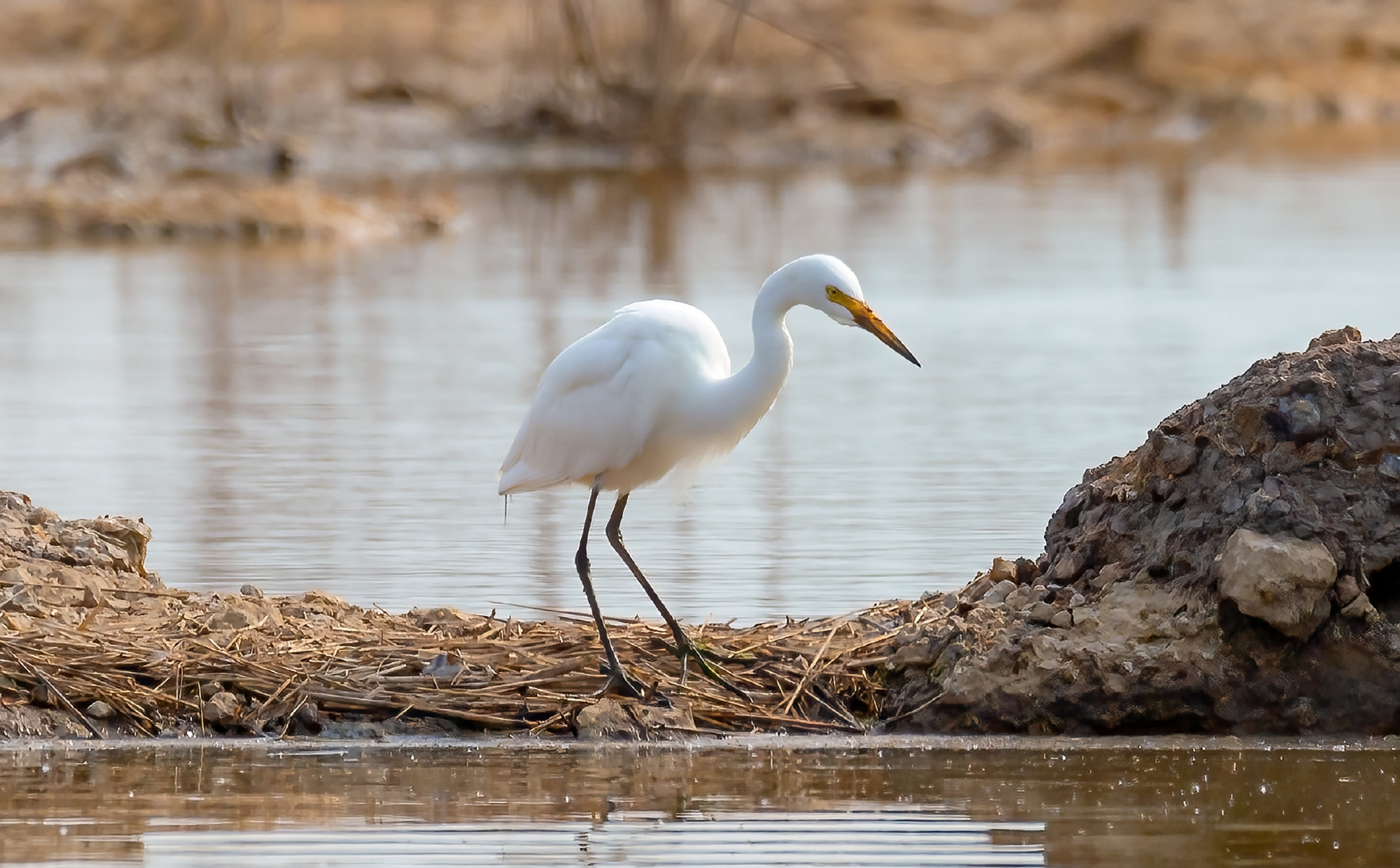 体型介于大白鹭和白鹭(也称小白鹭)之间,为鹳形目鹭科白鹭属鸟类