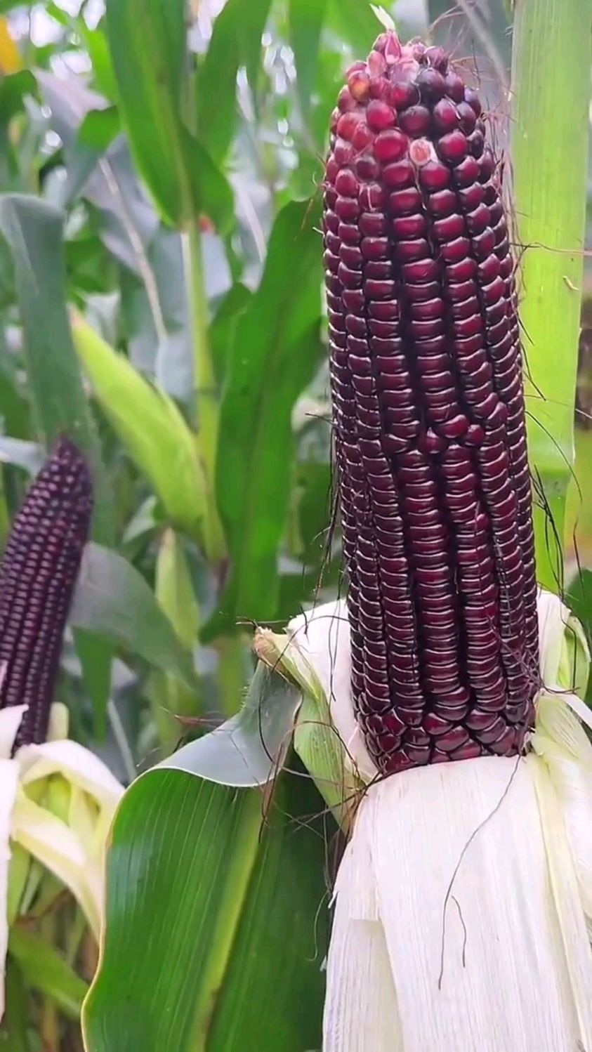 黑甜糯玉米颗粒饱满软糯香甜