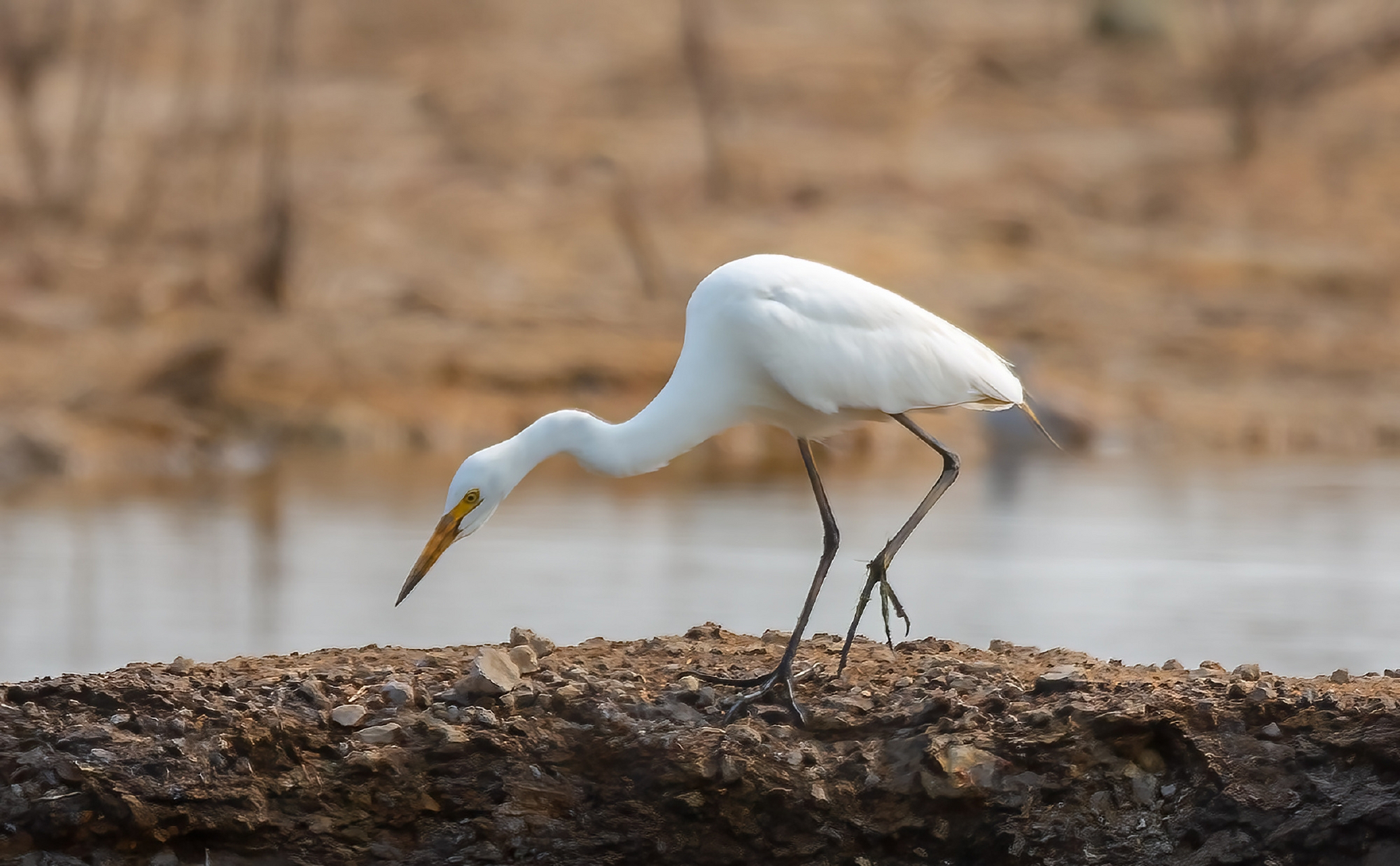 体型介于大白鹭和白鹭(也称小白鹭)之间,为鹳形目鹭科白鹭属鸟类