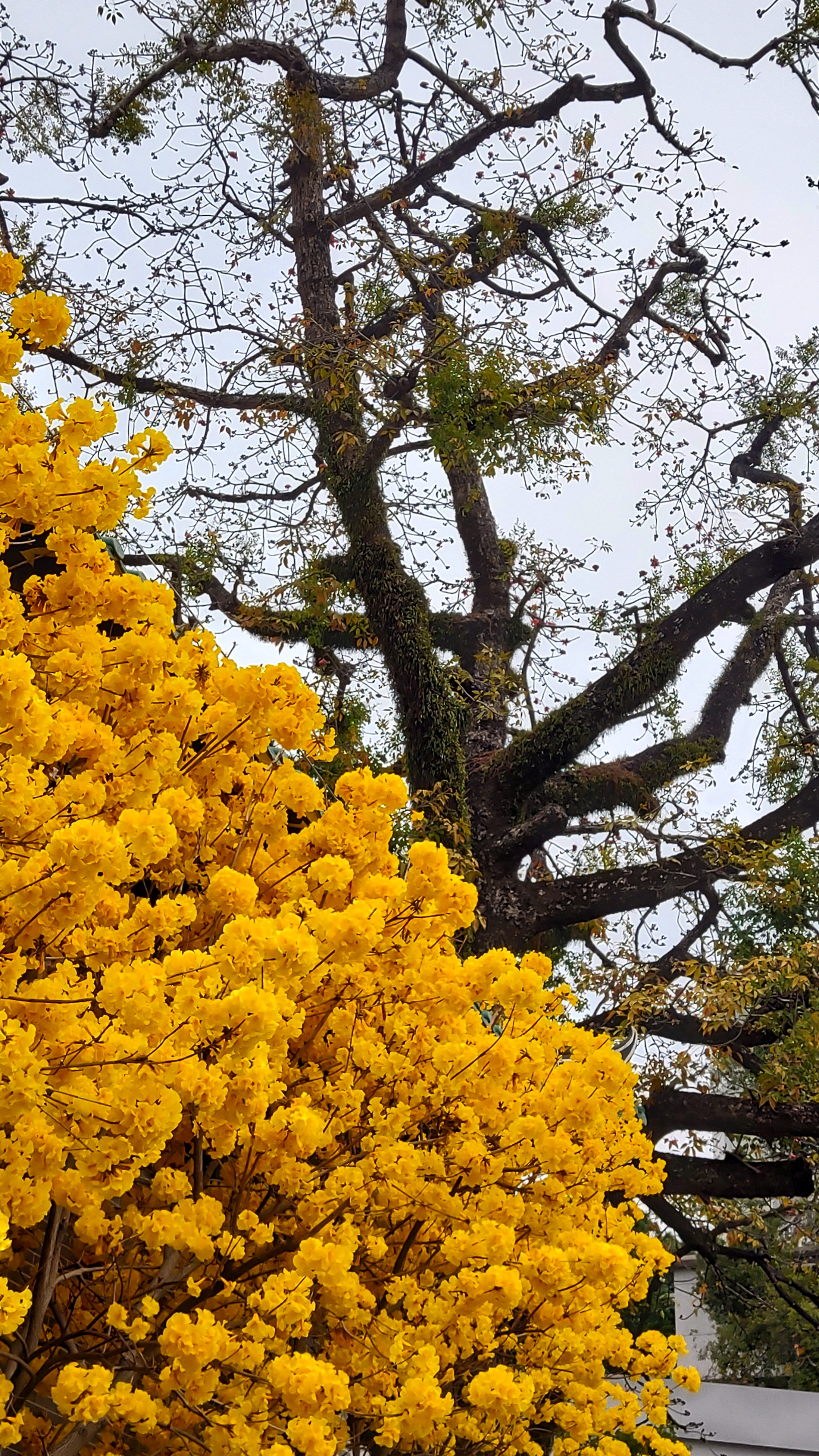 元宵佳节广州光孝寺的黄花风铃木盛放了
