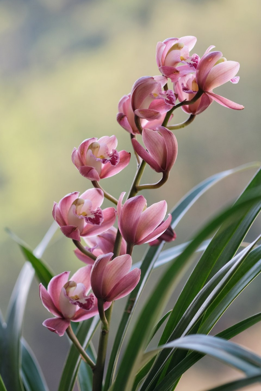 大花蕙兰红宝石