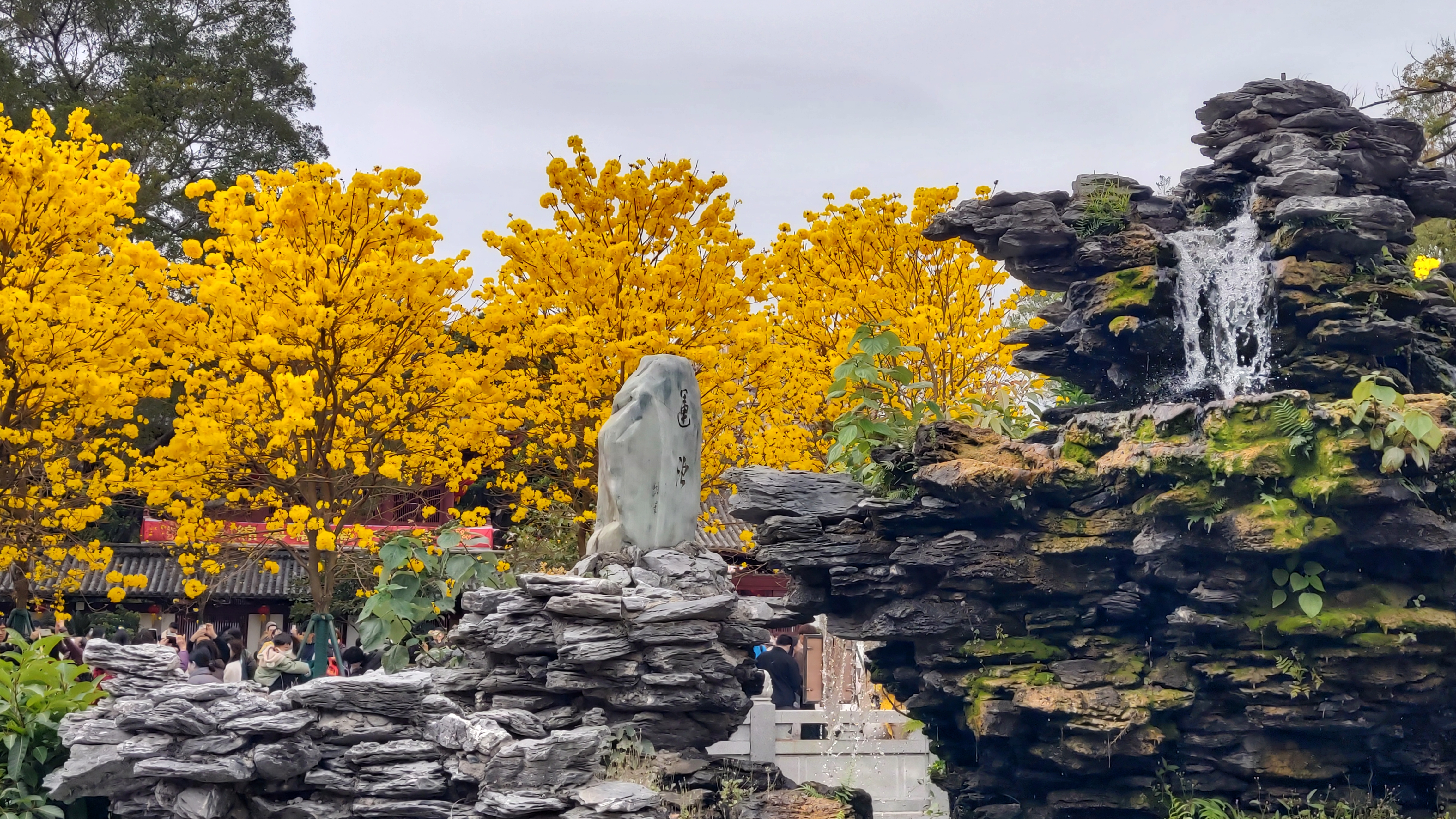 元宵佳节广州光孝寺的黄花风铃木盛放了