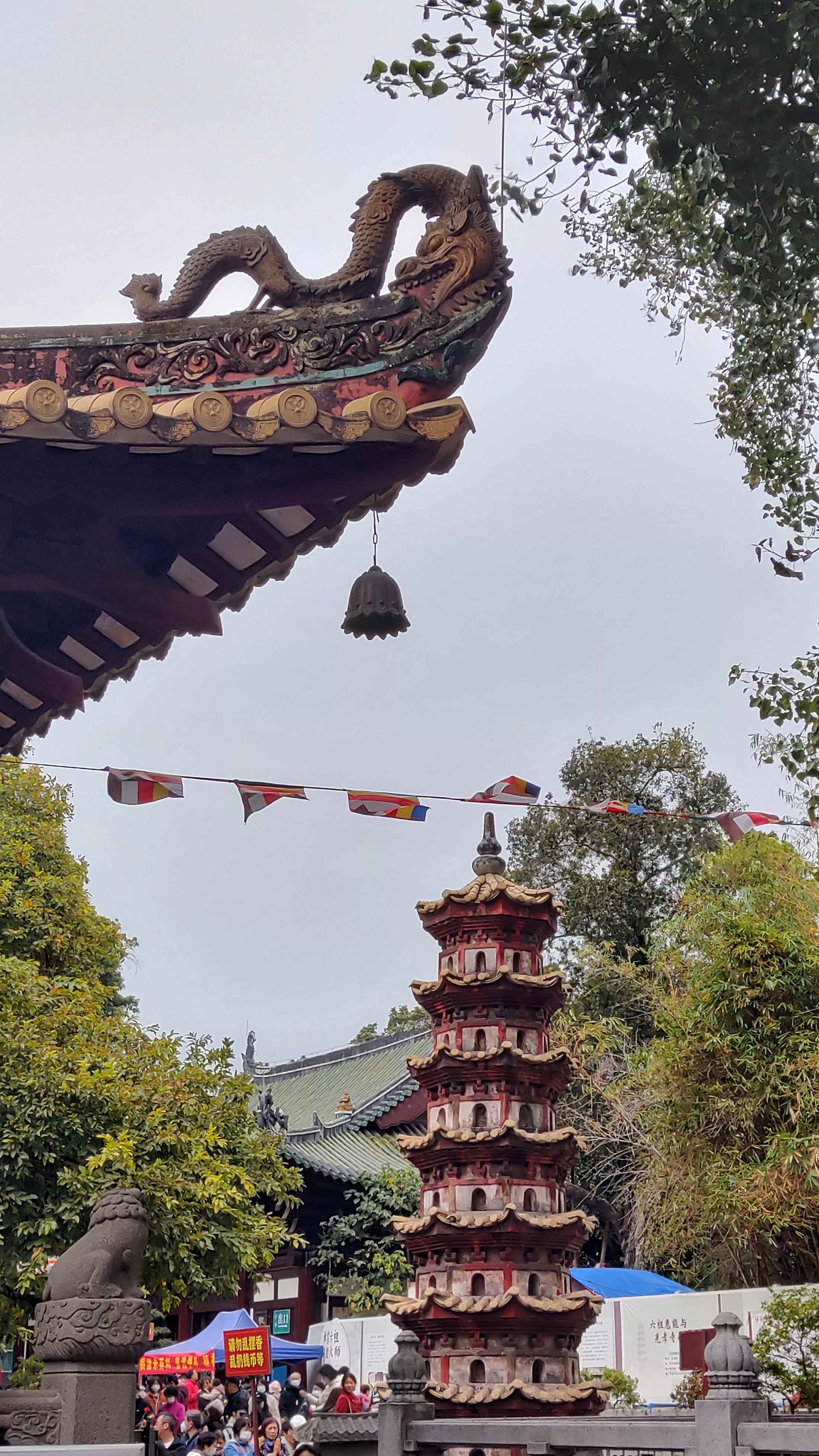 元宵佳节广州光孝寺的黄花风铃木盛放了