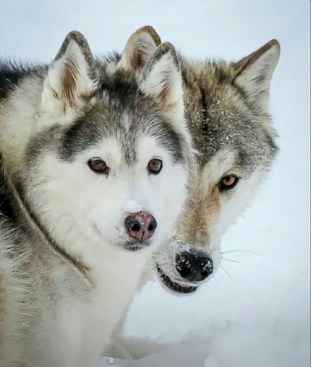 饿狼脚扑簌,二哈眼迷离,双狼伴地走,谁怂谁是狗.