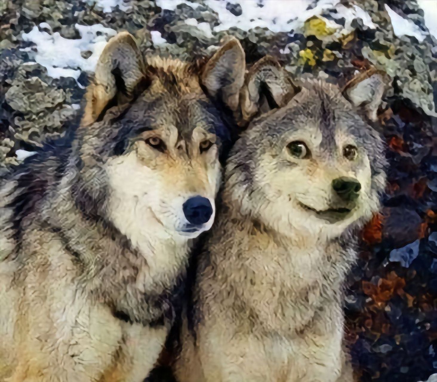 饿狼脚扑簌,二哈眼迷离,双狼伴地走,谁怂谁是狗.
