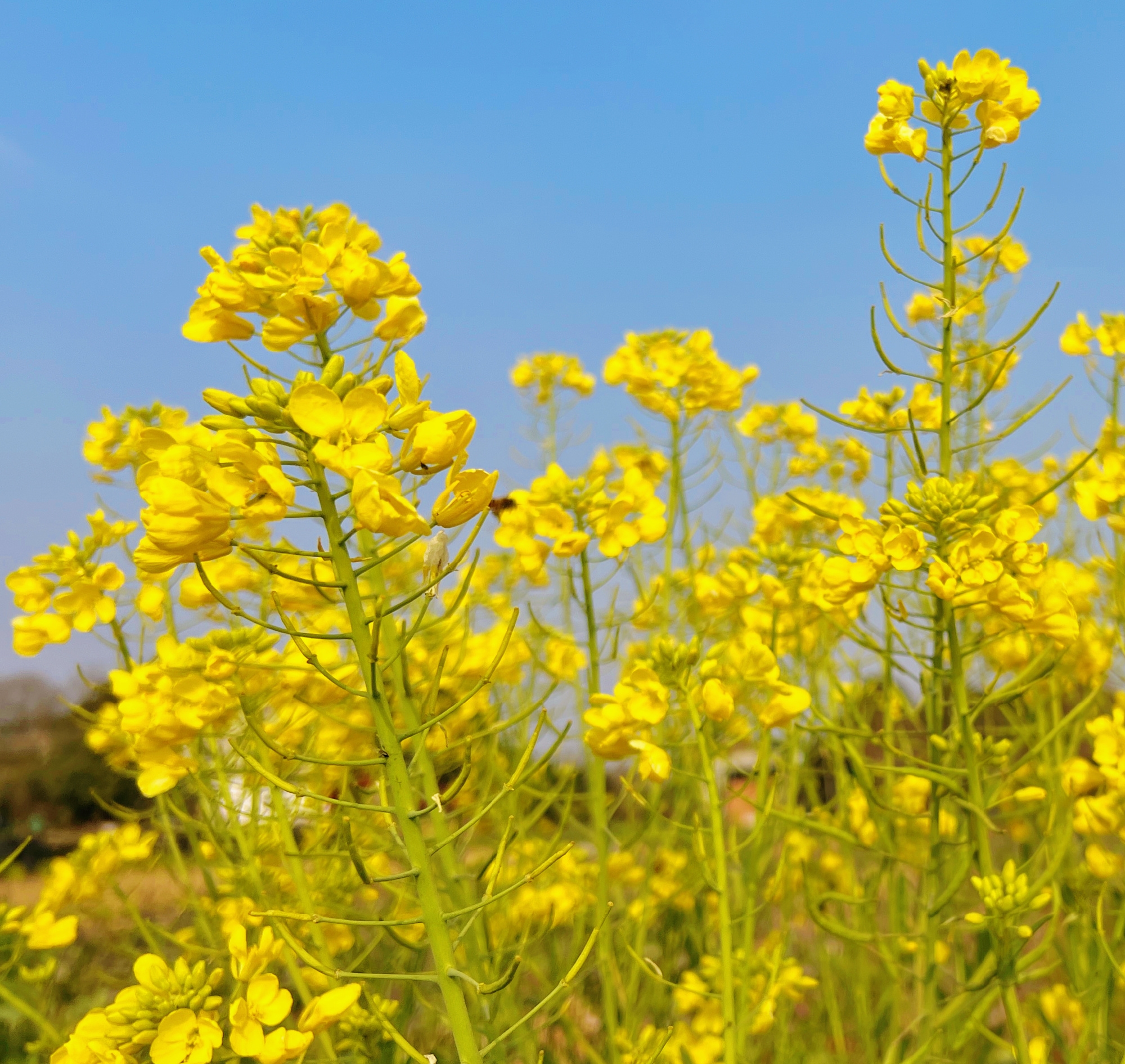 #人间烟火里的年味# 最近这几年,成都的油菜花都开得好早,比我都急着