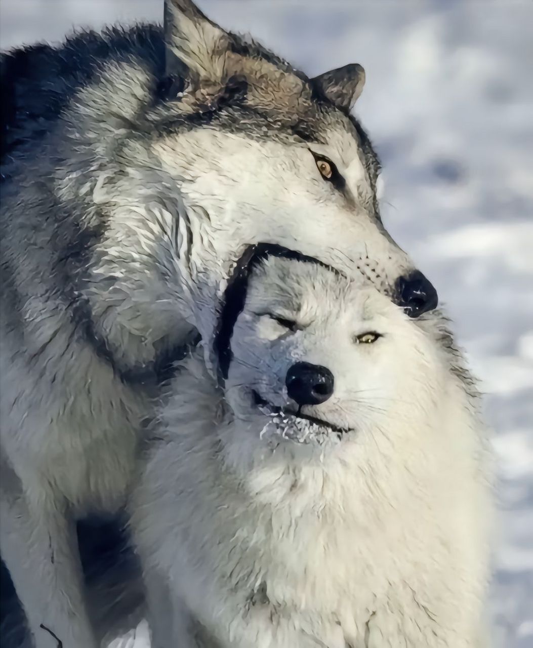 饿狼脚扑簌,二哈眼迷离,双狼伴地走,谁怂谁是狗.