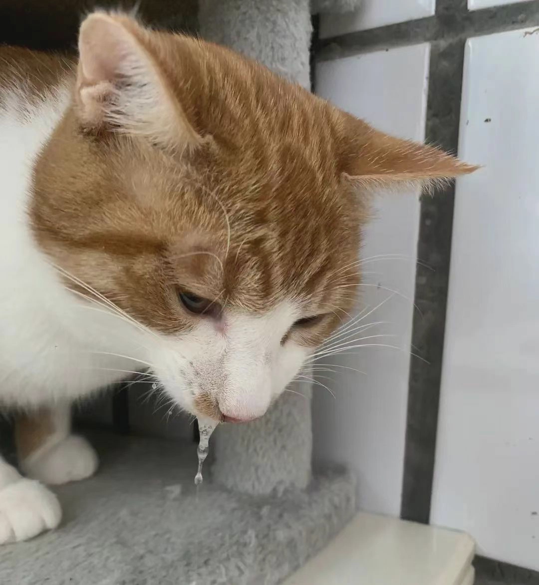 猫咪频繁呕吐粉色或白色泡沫该如何处理?