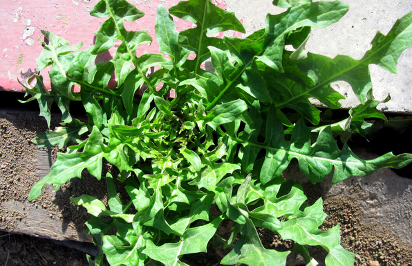 春天补钙,多吃5种绿叶蔬菜,钙含量比牛奶高,男女老少都适合吃