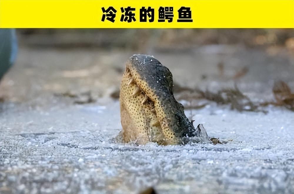 鳄鱼的奇葩冬眠方式!只留鼻子在冰面上呼吸,这样不会被冻死吗?