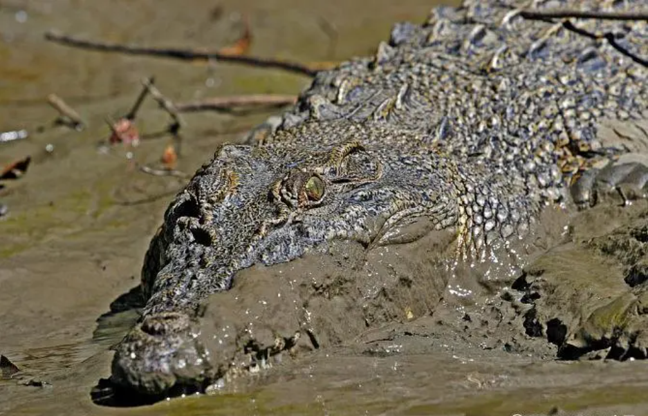 鳄鱼的奇葩冬眠方式!只留鼻子在冰面上呼吸,这样不会被冻死吗?