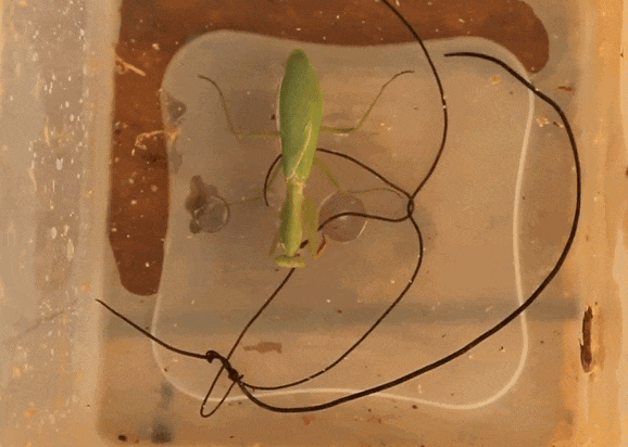 蚊子在地球上究竟有什么用如果全部灭绝会有什么严重后果