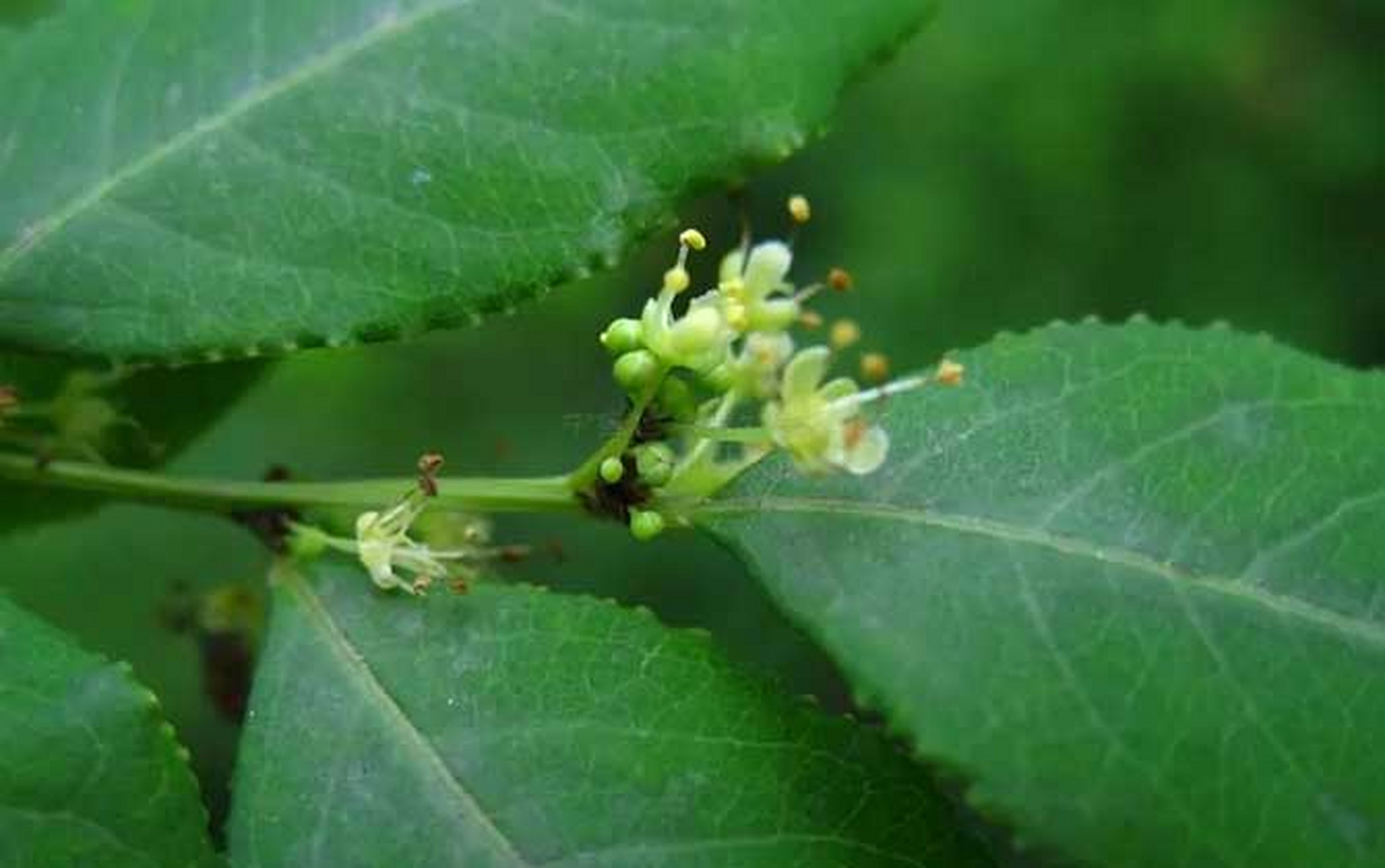 探究它并科学控制吧.[原文:一叶萩的绽放韵律:一年中.