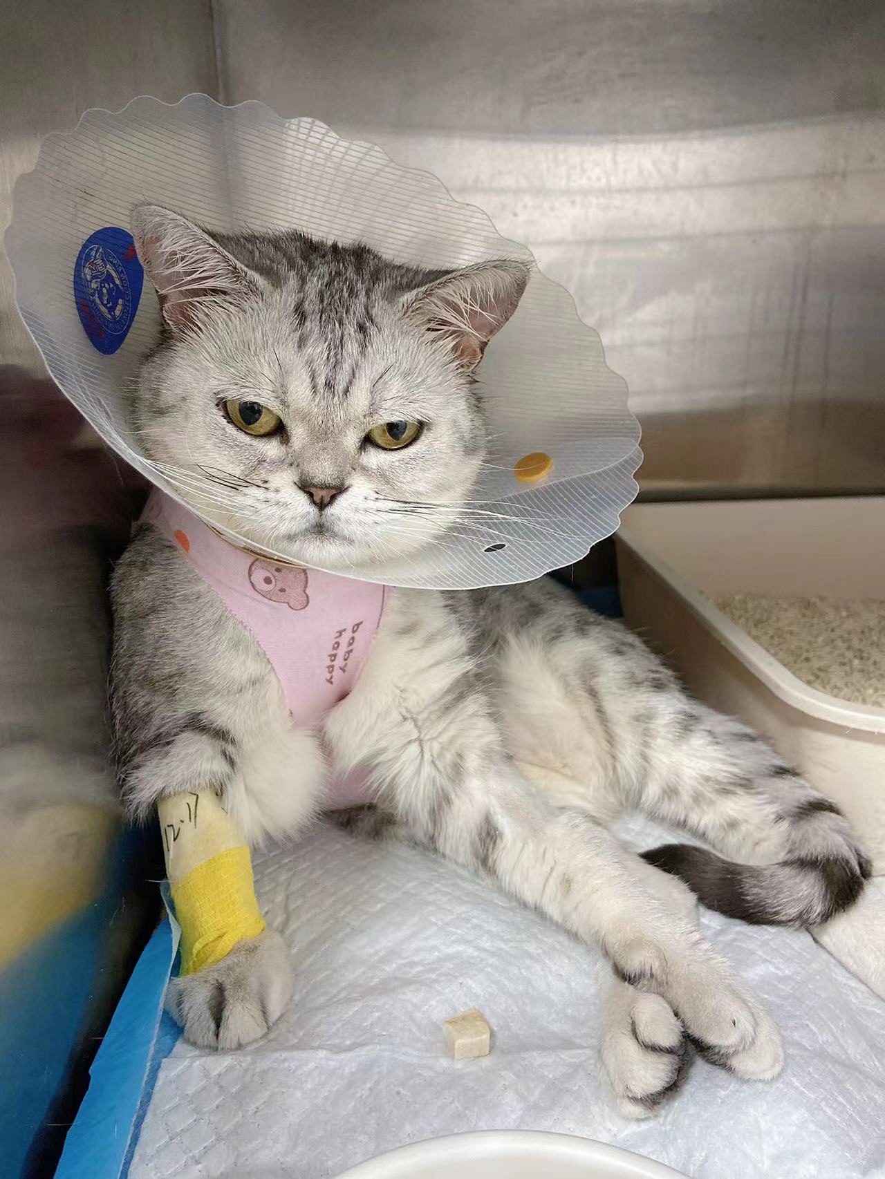 母猫子宫蓄脓手术后saa指标异常该如何制定有效的术后护理