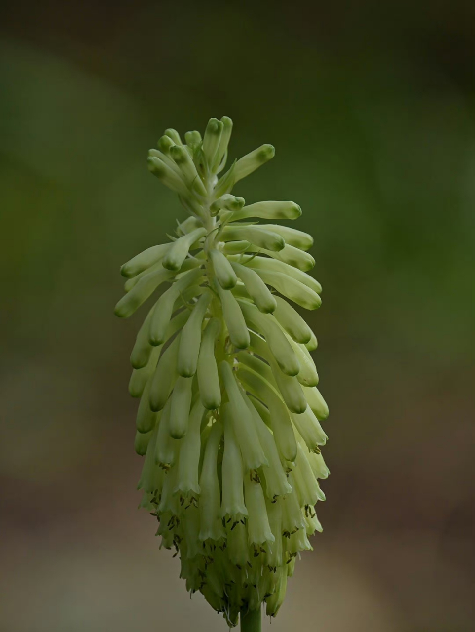 垂花仙火花 veltheimia bracteata天门冬科  仙火花属 .