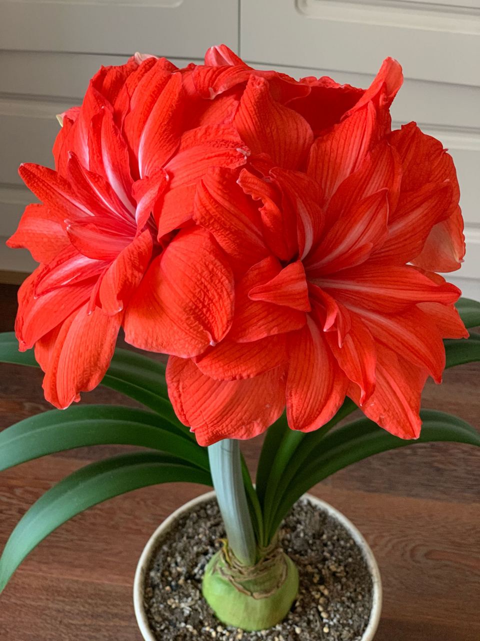 初春,是养朱顶红的季节.