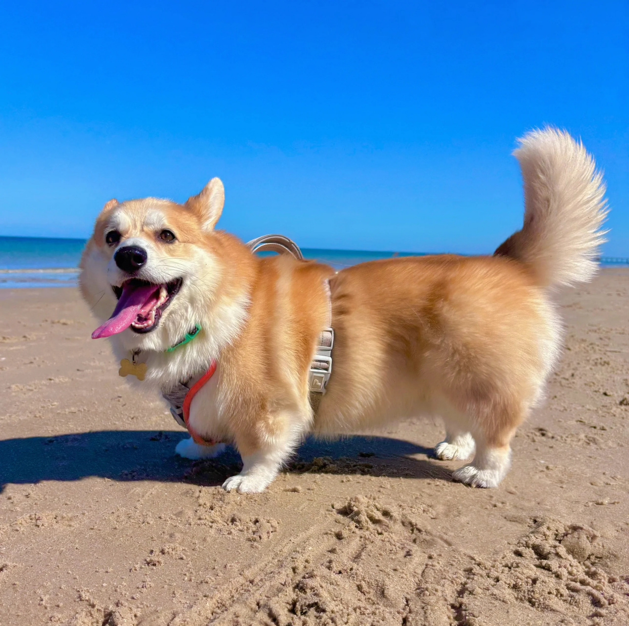 狗狗在海边玩嗨啦  今天我带着我的小柯基来赶海啦!