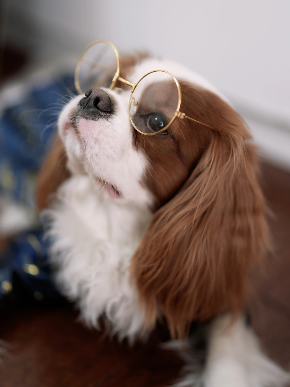 可爱的狗狗  我亲亲狗狗戴上副眼镜,看起来还蛮斯文的呢90!