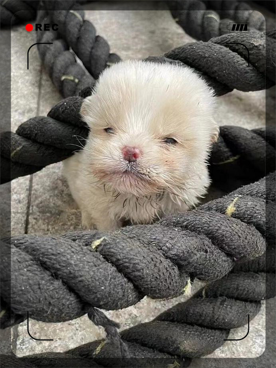 怕他们兄弟俩饿死带回家养! 一只蛮正常吃奶很快!