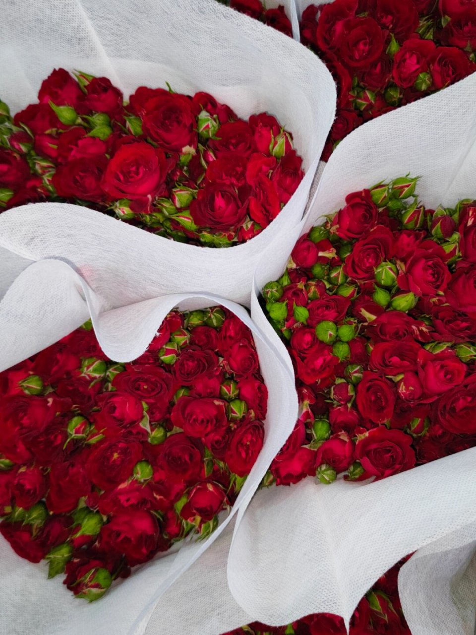 多头玫瑰～猩红泡泡98  95亲们,你们是否曾为了找寻一份完美的