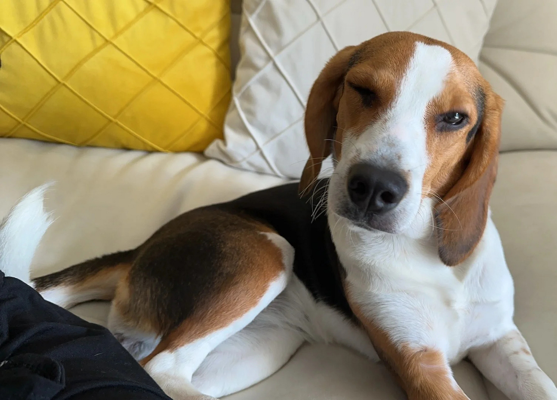 狗狗抛媚眼  今天我被我家狗狗的一个小动作给迷住了99!