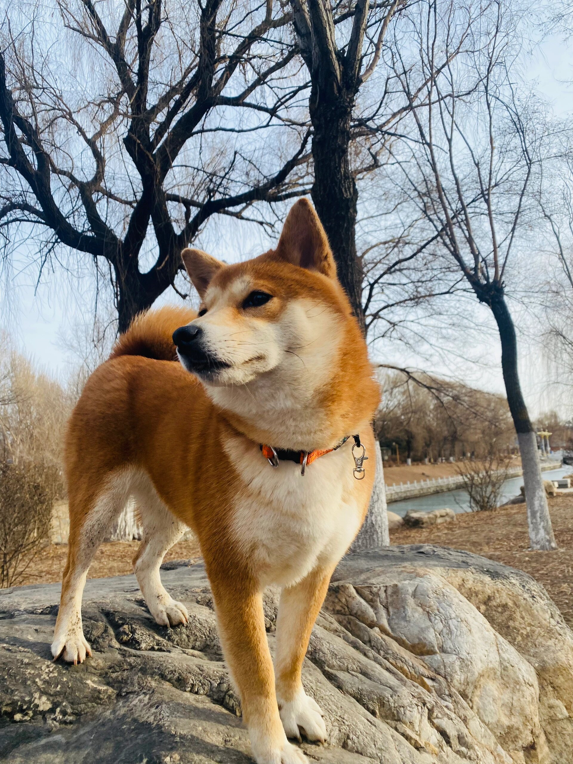 柴犬壁纸高清可爱图片