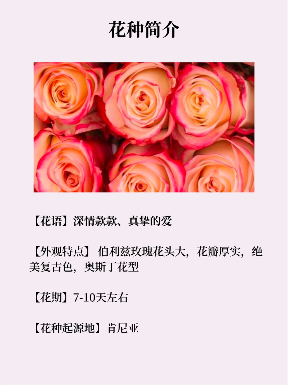 每天认识一种花-伯利兹玫瑰  9796当谈论到情感的深沉与执着时,一