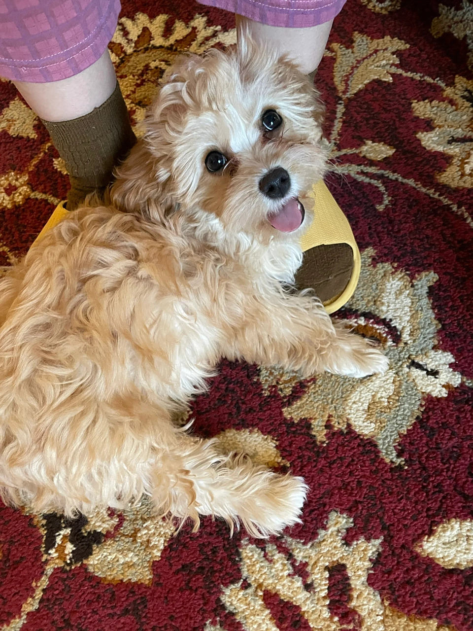 三个月小狗不愿意出门可怎么办  我家三个月大的小狗 luna 打完疫苗后