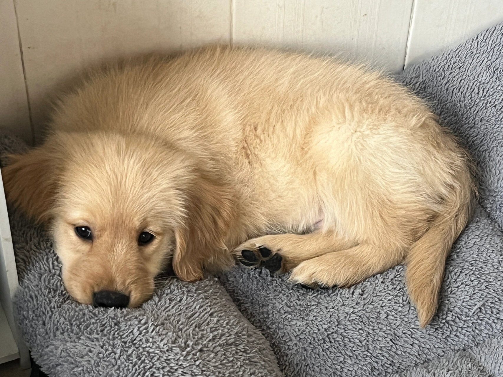 我觉得狗狗的睡觉姿势其实反映了它们的个性和心情.