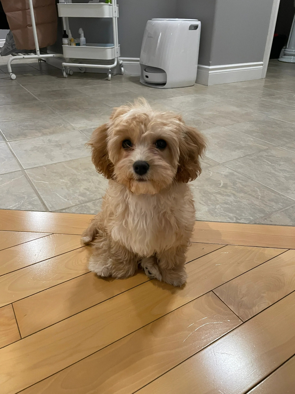 三个月小狗不愿意出门可怎么办  我家三个月大的小狗 luna 打完疫苗后