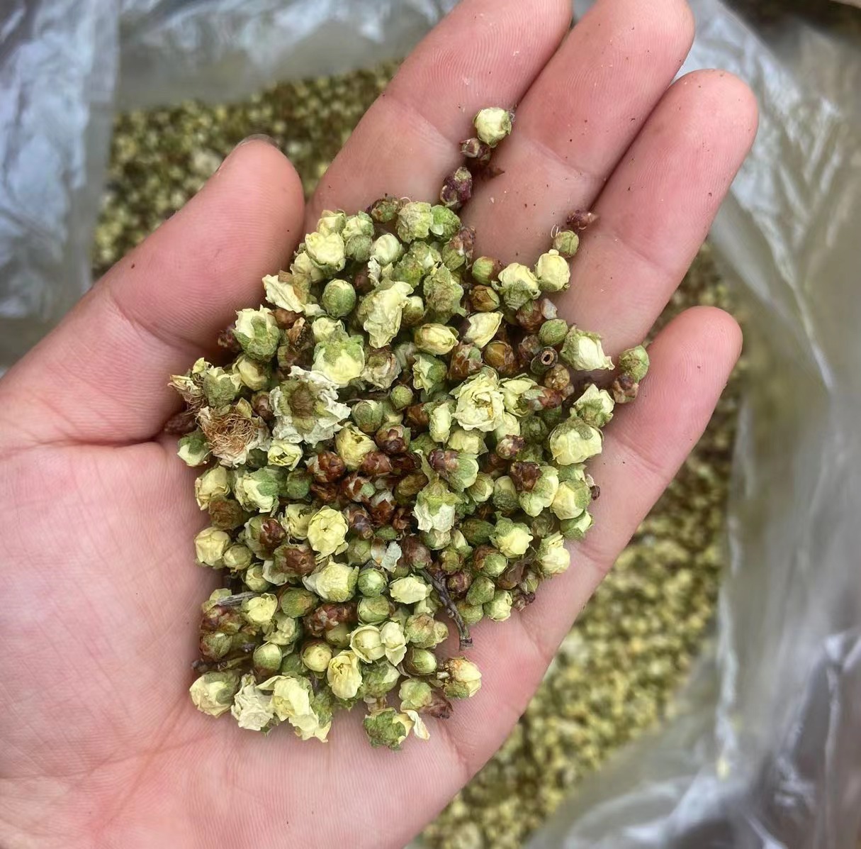 散结节的好办法,绿萼梅.@icu副主任吴峥嵘的动态