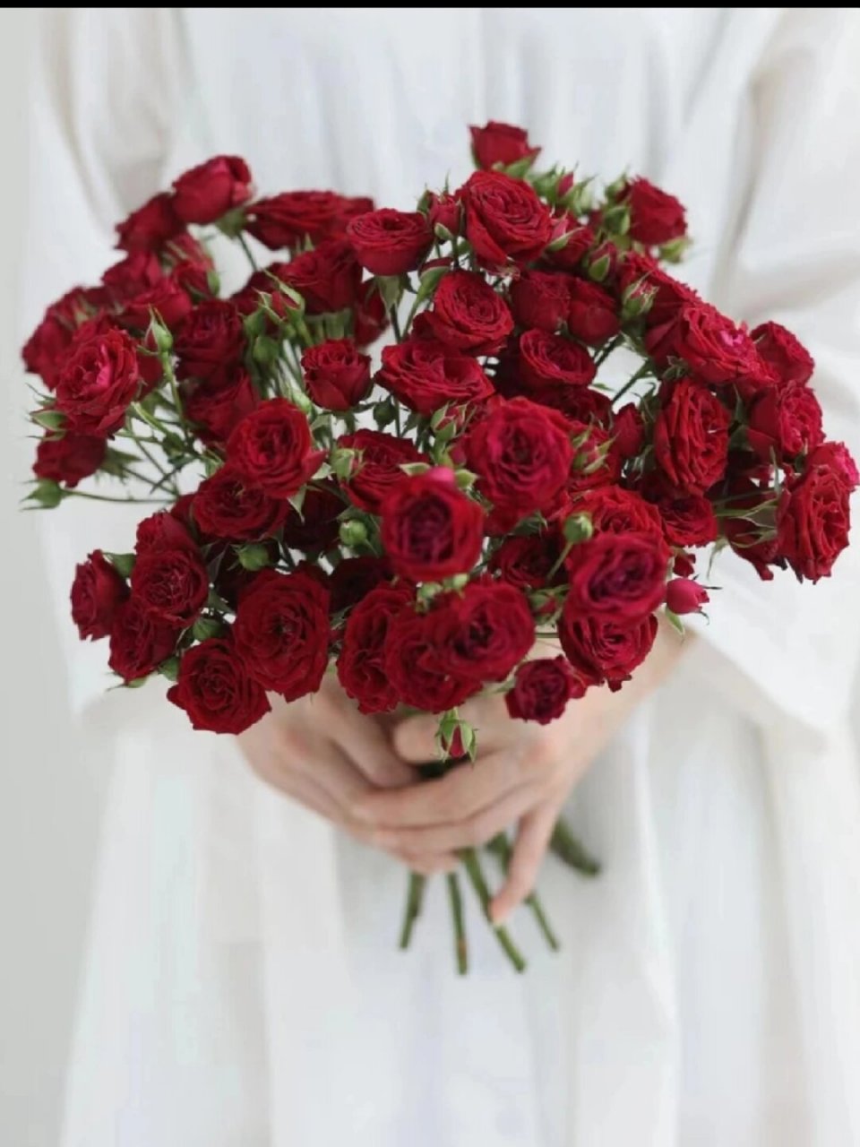 多头玫瑰～猩红泡泡98  95亲们,你们是否曾为了找寻一份完美的
