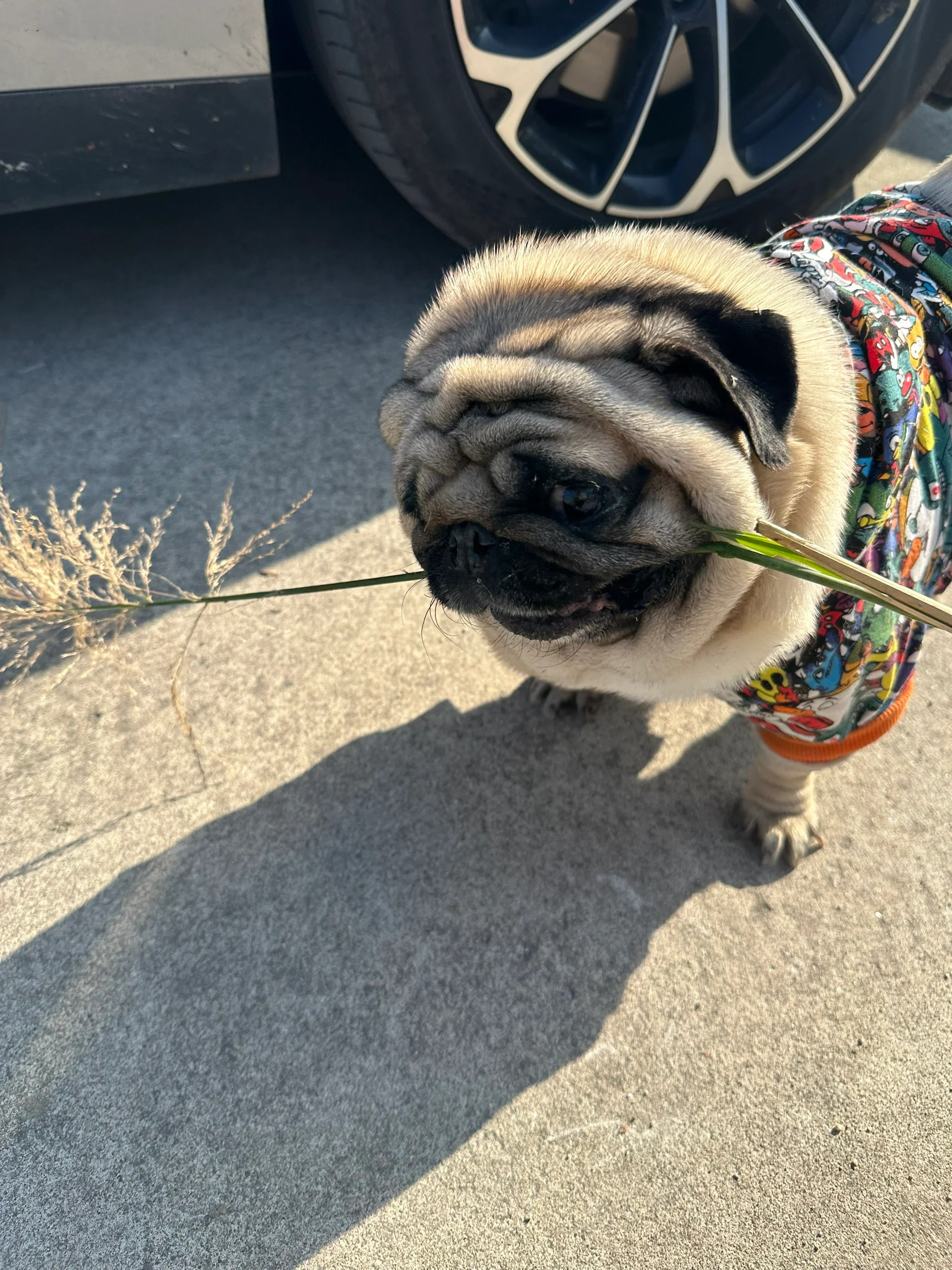 巴哥虽然外表看起来有点憨憨的,但它其实非常聪明