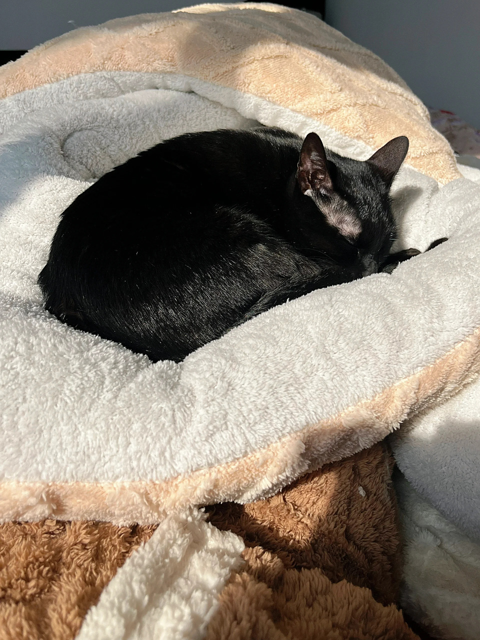 🐾这只黑猫是我生活中的重要伙伴,它陪伴我度过了许多美好的时光