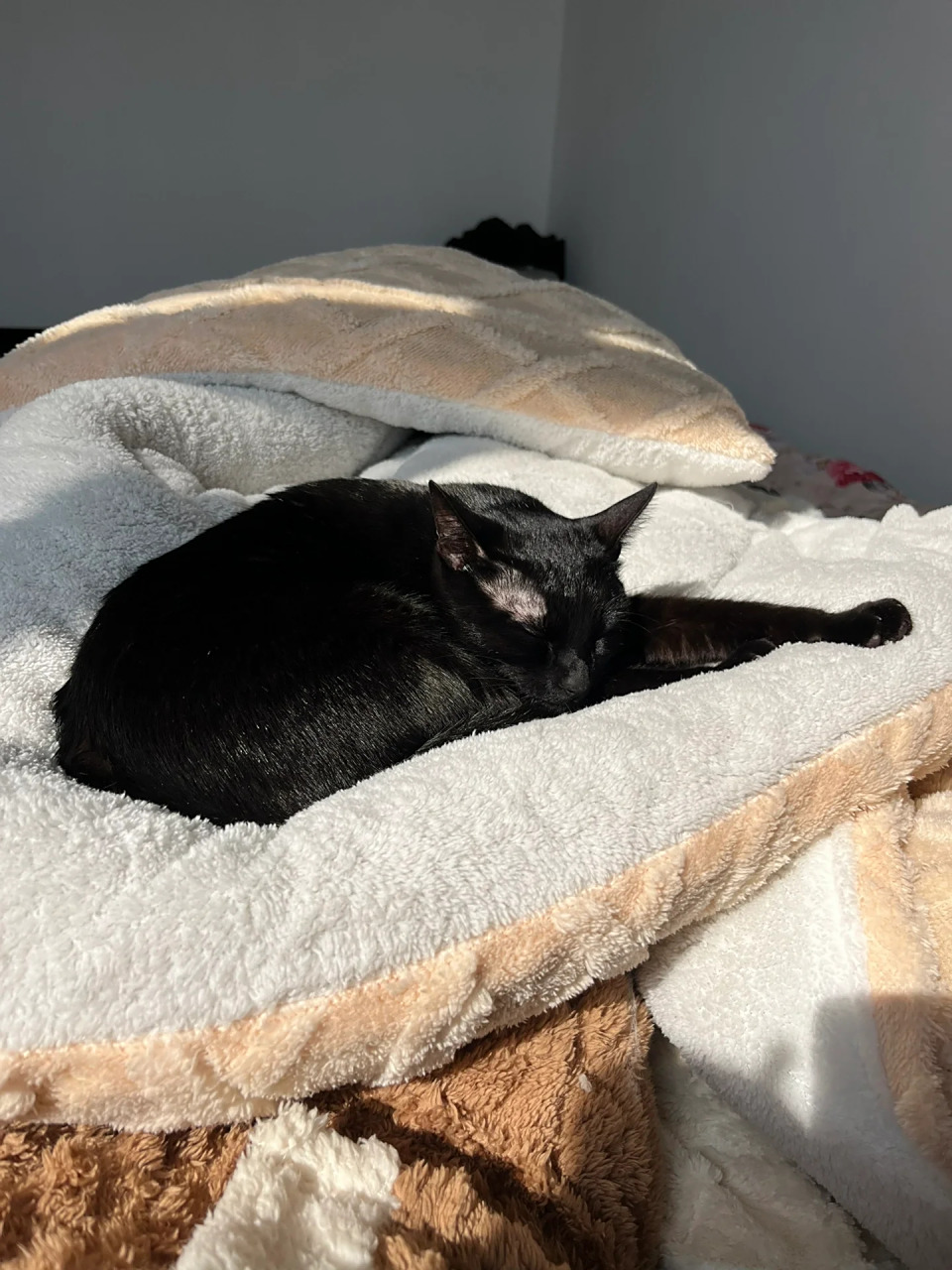 🐾这只黑猫是我生活中的重要伙伴,它陪伴我度过了许多美好的时光