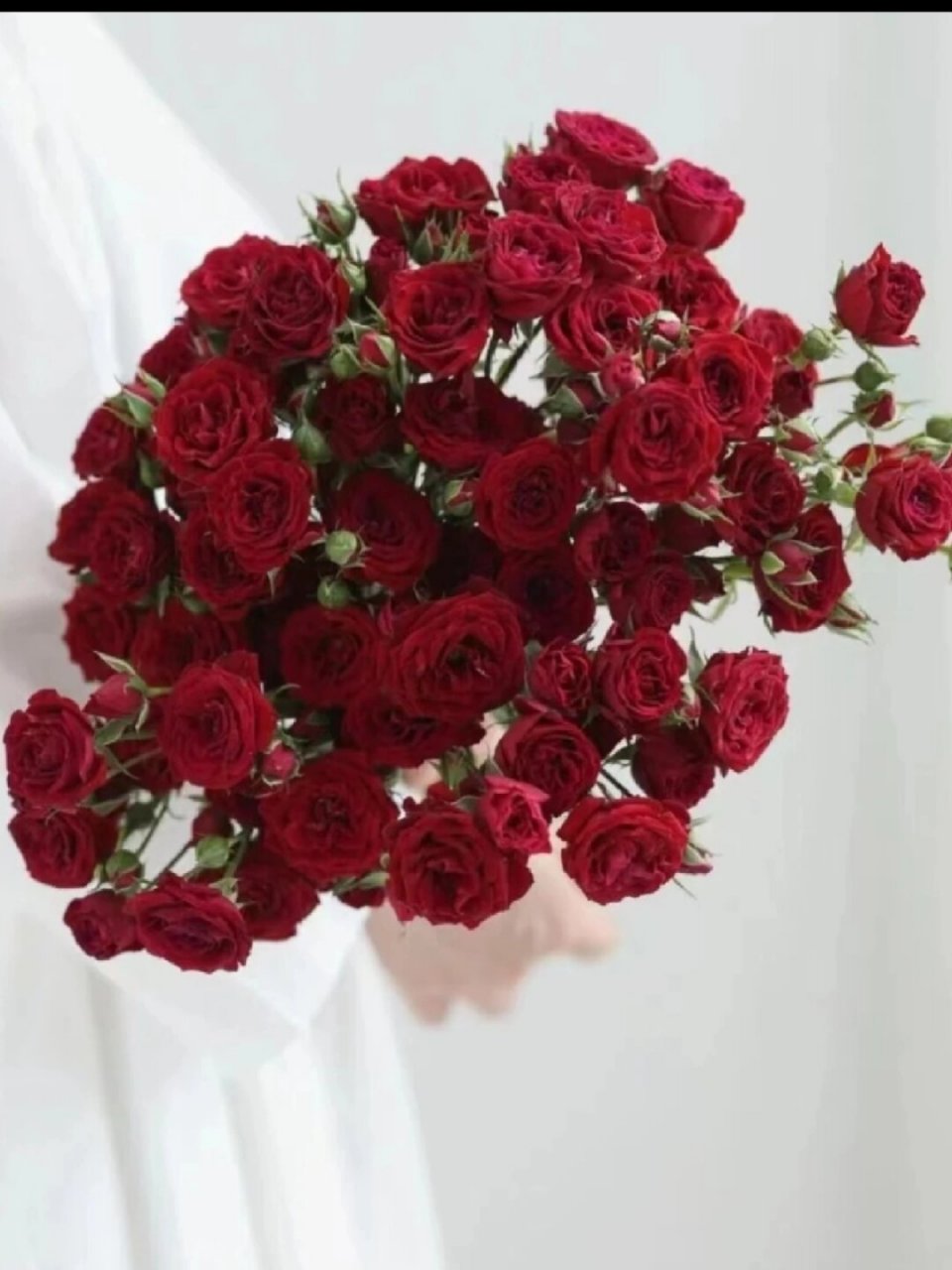 多头玫瑰～猩红泡泡98  95亲们,你们是否曾为了找寻一份完美的