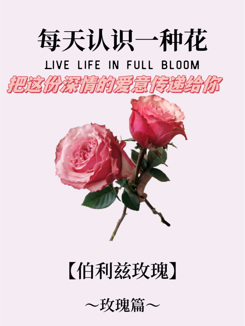 每天认识一种花-伯利兹玫瑰  9796当谈论到情感的深沉与执着时,一