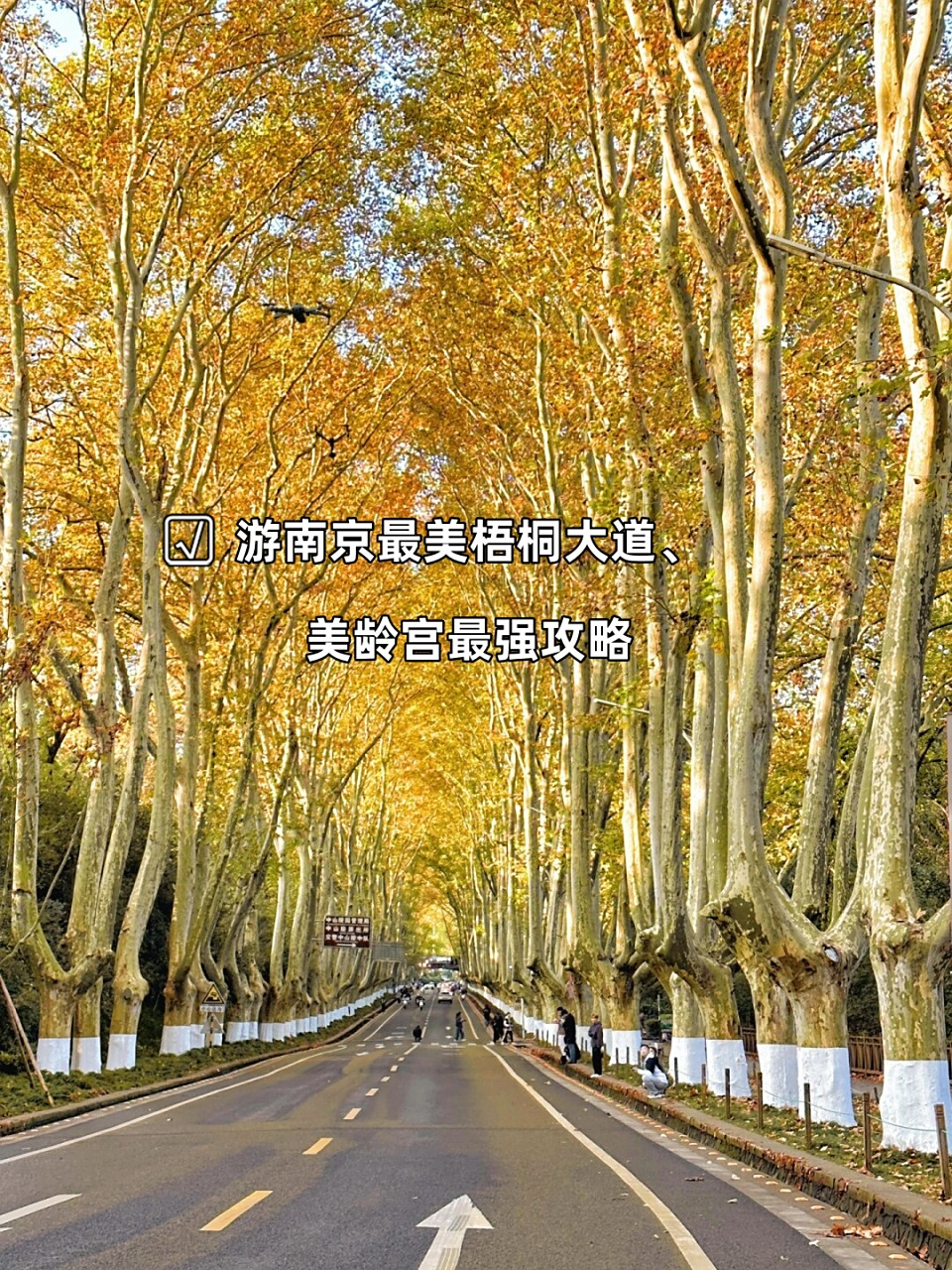 游南京最美梧桐大道,美龄宫最强攻略  钟山风景区简直是南京最浪漫,最