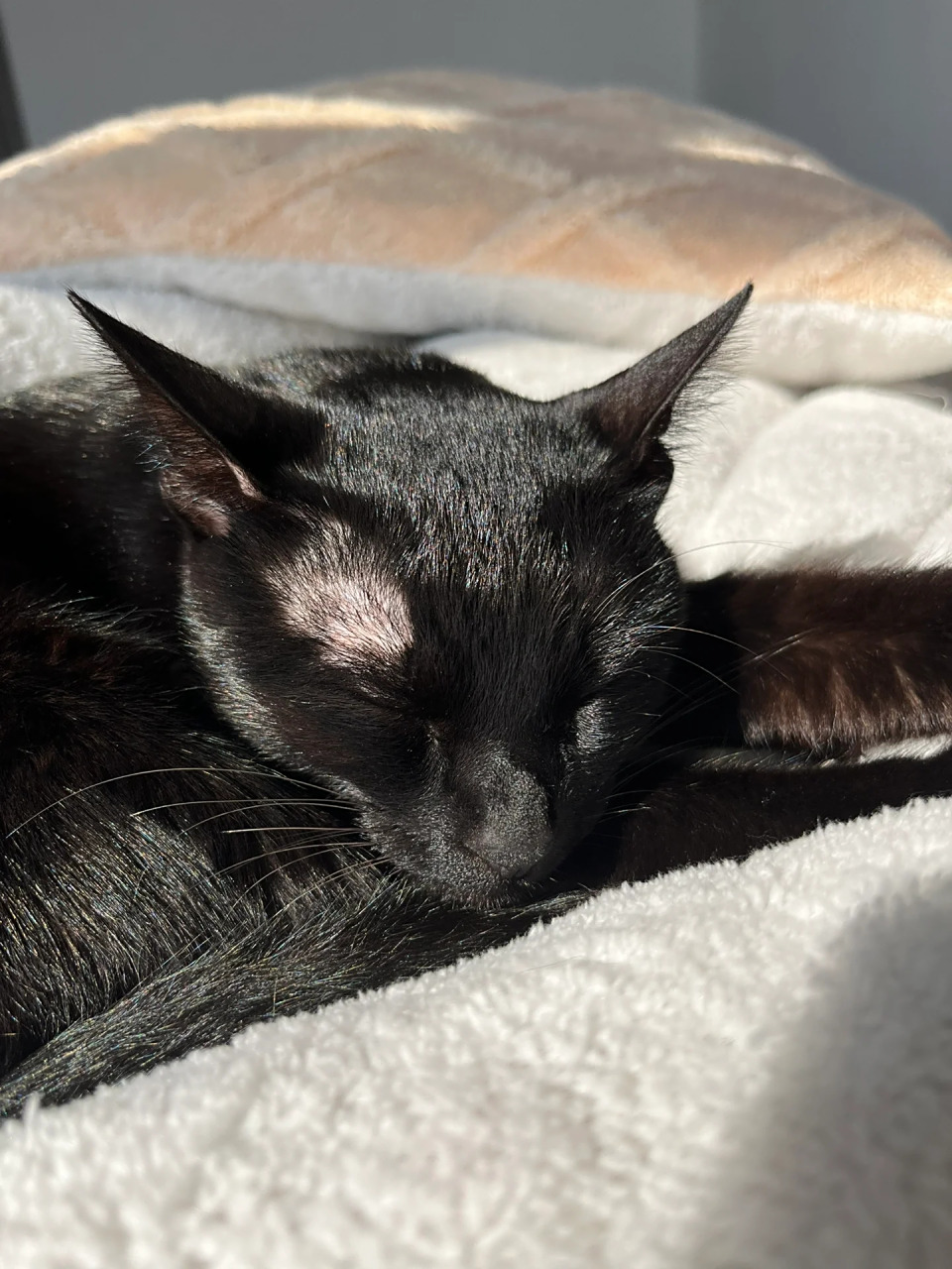 🐾这只黑猫是我生活中的重要伙伴,它陪伴我度过了许多美好的时光