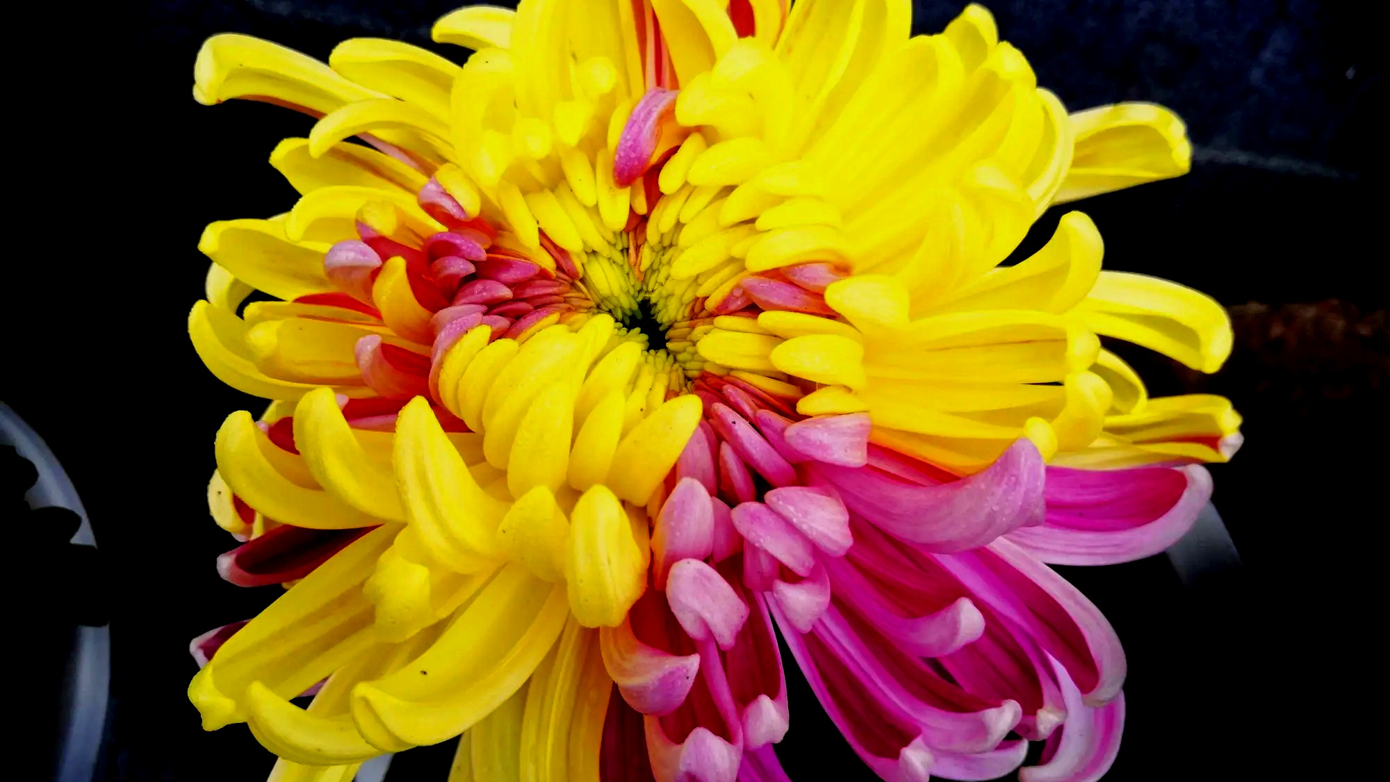 菊花名品欣赏《二乔》